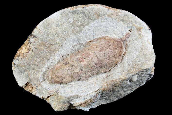 Bargain D Oligocene Aged Fossil Pine Cone - Germany #77943